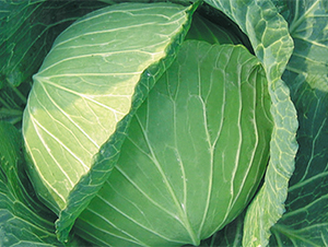 啟夏-甘藍種子-江蔬種苗