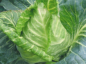 ����-���{�N��-���߷N��