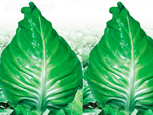 ���S-���{�N��-���߷N��