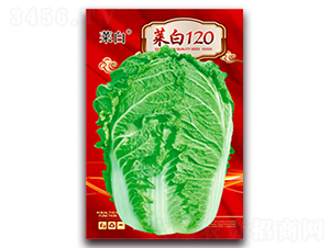 �˰�120-�ײ˷N��-�����N�I