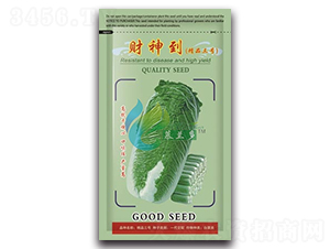 財(cái)神到-白菜種子-慕蘭多