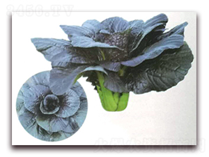 ���Ͱײ�-�ײ˷N��-�����o