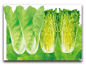 ���Ϳ��-�ײ˷N��-�����o