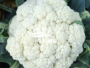 �����ɻ�90-���˷N��-�A�ͷN�I(y��)