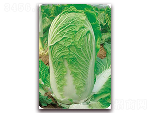 ���ݰ�̖-�ײ˷N��-�����o