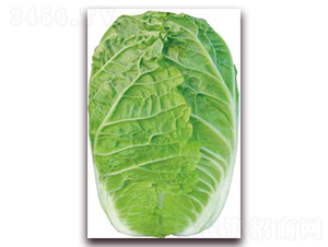 �Č�-�ײ˷N��-�����o