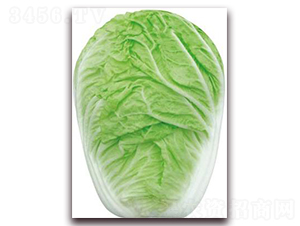 �Ό50-�ײ˷N��-�����o