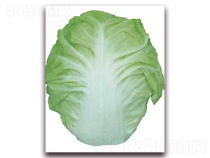 ��{С��-�ײ˷N��-�����o