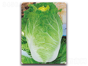 �������-�ײ˷N��-�����o