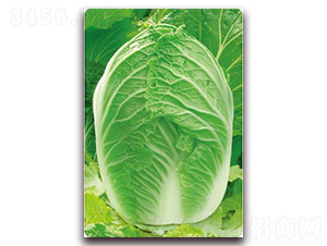 ����7̖-�ײ˷N��-�����o