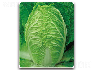 ��60-�ײ˷N��-�����o