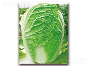 ��ó�-�ײ˷N��-�����o