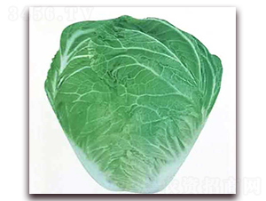 ��{�¶�̖-�ײ˷N��-�����o