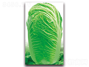 ���ݾ�̖-�ײ˷N��-�����o