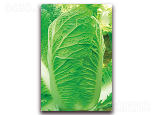 ��{��̖-�ײ˷N��-�����o