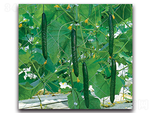 �Ϻ���̖-�S�ϷN��-�r����