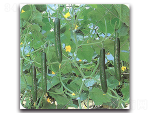 �Gʒ-�S�ϷN��-�r����