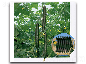 ����-�S�ϷN��-�r����