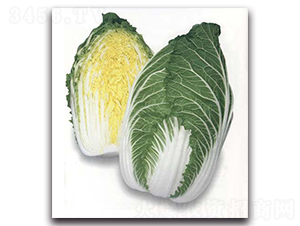 ���\-��ײ˷N��-�r����