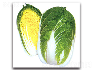 耐病天福-大白菜種子-農播王