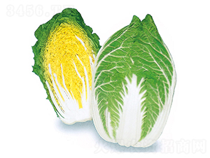 ���\-��ײ˷N��-�r����