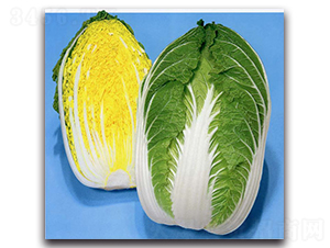 天福超黃-大白菜種子-農播王