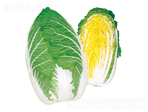 ���\-��ײ˷N��-�r����