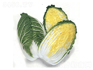 ���\-��ײ˷N��-�r����