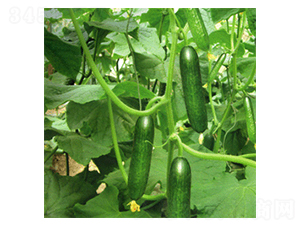 �W��-�S�ϷN��-���N