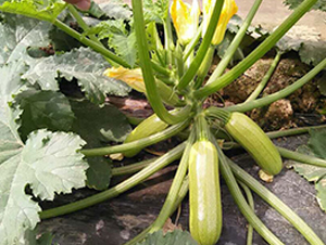 ���vɽ��-�����J�N��-���N