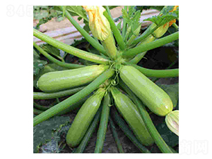 ����1̖-�����J�N��-���N