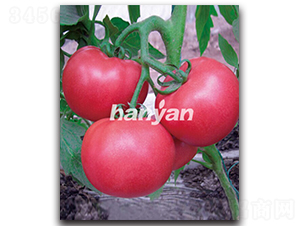 �h�۶�̖-���ѷN��-�h��