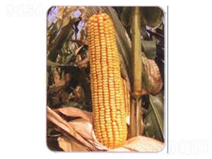 LZ03-玉米種子-魯種