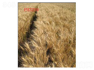 山農(nóng)12號-小麥種子-魯種