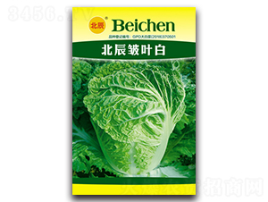 北辰皺葉白-大白菜種子-北方種業(yè)