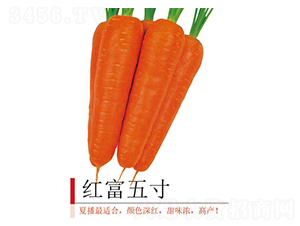 �t�����-���}���N��-�����r(n��ng)�I(y��)