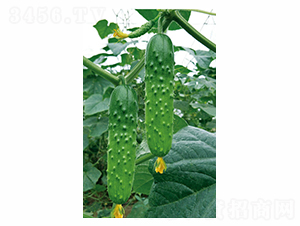 �ͱ���F1-�S�ϷN��-��ɷN�I