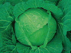 �������{-���{�N��-�����r�I