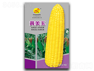 黃美玉-糯玉米種子-昊晟種業