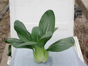 �L����̖-�๣�˷N��-����r(n��ng)�I(y��)