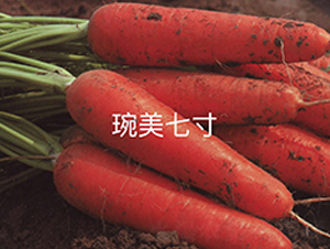 �����ߴ�-���}���N��-�A�߷N�I