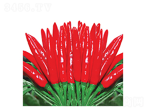 特級天宇-朝天椒種子-華蔬種業