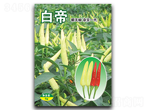 白帝-朝天椒種子-華蔬種業