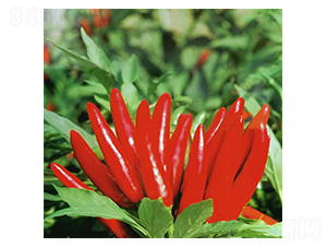 皇冠-朝天椒種子-華蔬種業