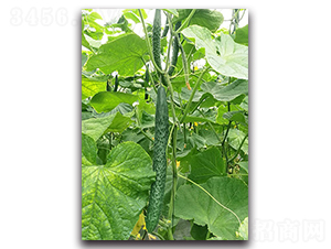 ꑻ�235-�S�ϷN��-혳�