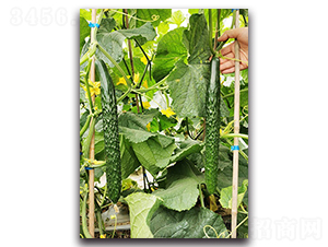 ����-�S�ϷN��-혳�