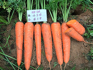 ���C�t�ߴ�-���}���N��-혳�