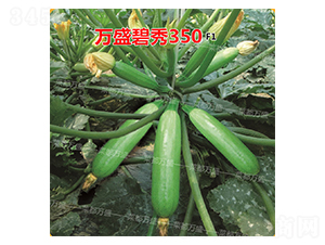 �fʢ����350-�����J�N��-�˶��fʢ