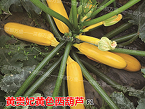 �S�F��-�����J�N��-�˶��fʢ