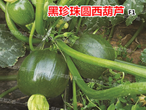 ������-�����J�N��-�˶��fʢ